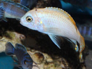 Metriaclima zebra 'Mbenji'